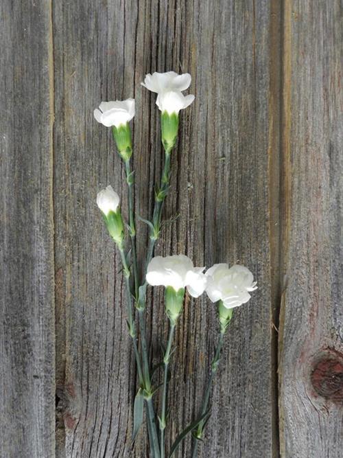Wholesale White Mini Carnations Delivered Online FlowerFarm